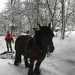 Le Grand Cerf