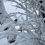 Le Grand Cerf 木屋 比林根