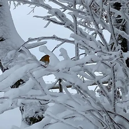 Le Grand Cerf 木屋 比林根